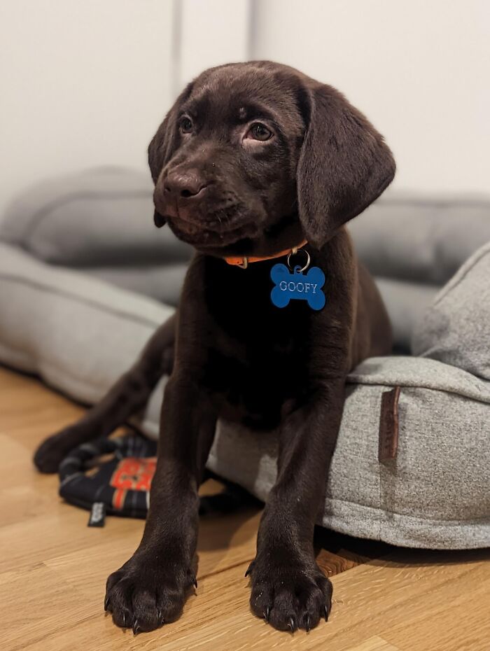 Everyone, Meet Goofy