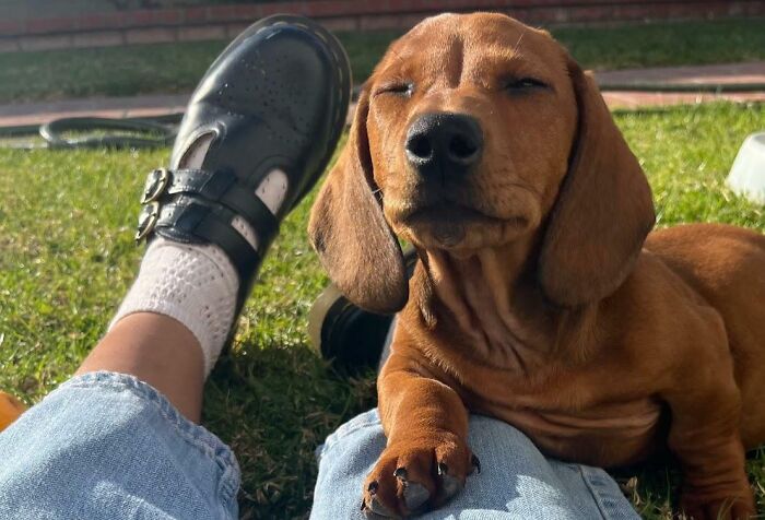 Meet Charlie, Our 2-Month-Old Sausage