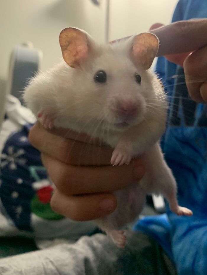 Coconut And His Big Ears