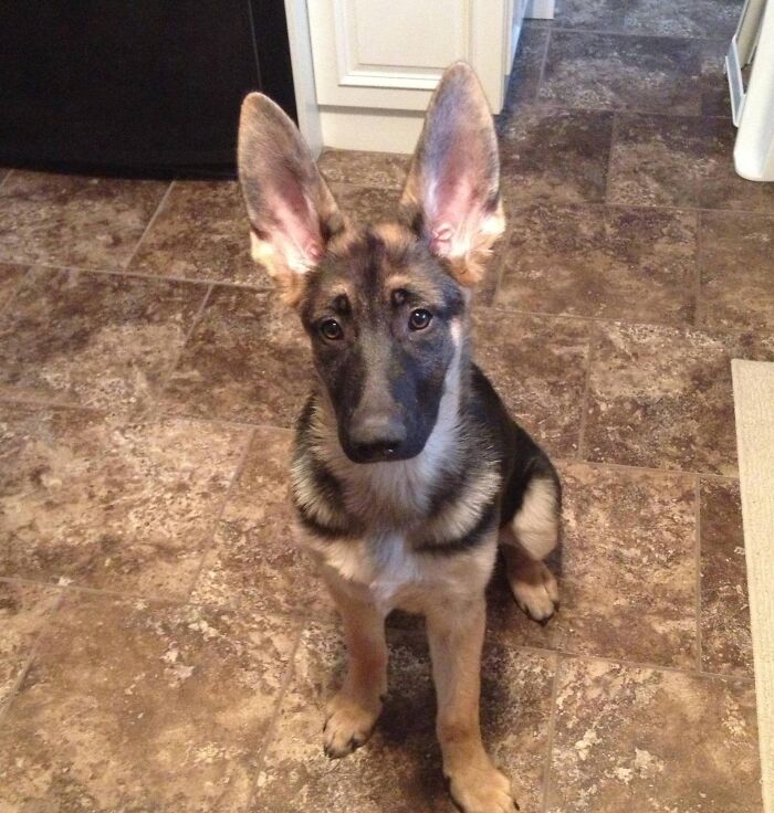 My, What Big Ears You Have!
