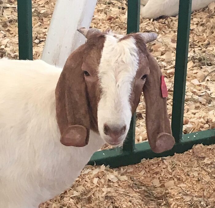 The Way This Goats Ears Curl Up