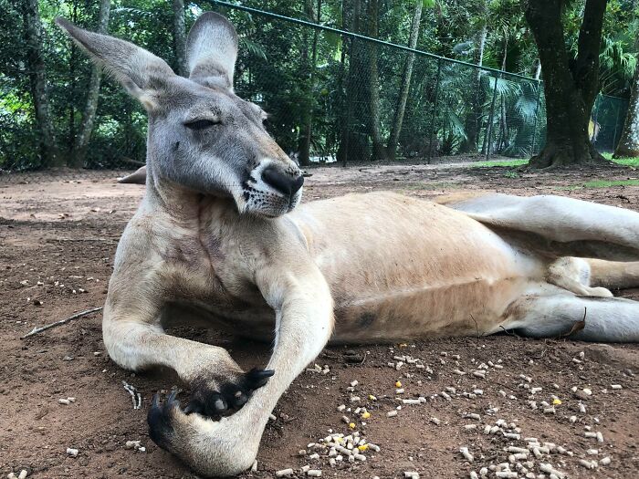 A Symbol For Australia, The Kangaroo Is An Incredible Animal