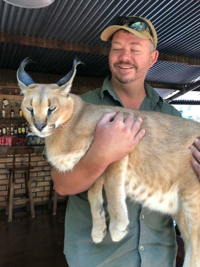 My Friends’ Hunting Guide, Has A Caracal As A Pet