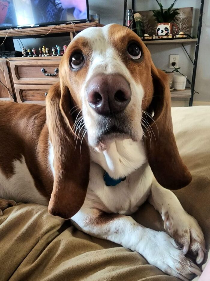 Basset Hounds Are The Best Actors In The World. They Act All Sad, But Really They Are Plotting Their Next Snack Heist