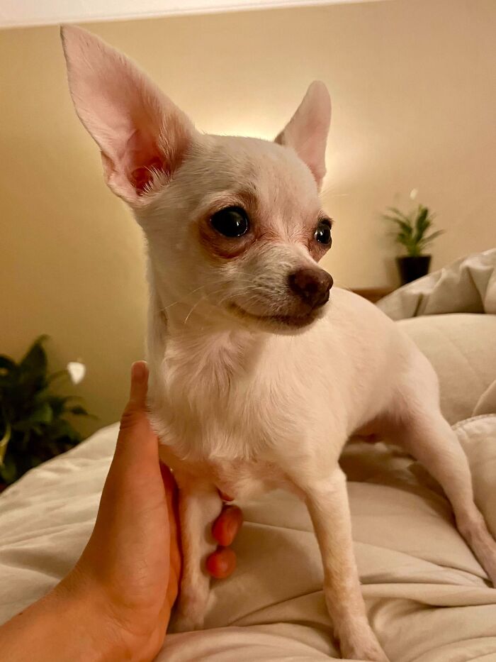 Meet Mochi. I Got Her At Walmart For Free! No Joke, A Lady Was Just Giving Away Free Chihuahua Puppies