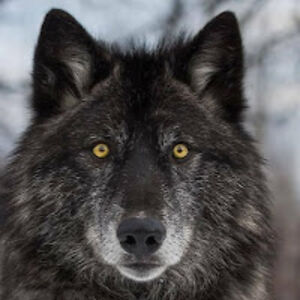 tosheriahtaylor avatar