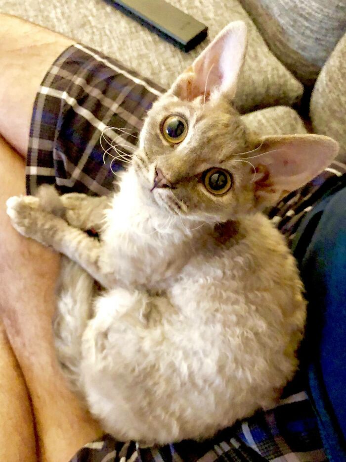 My Kitten Has Extra Large Ears And Curly Fur