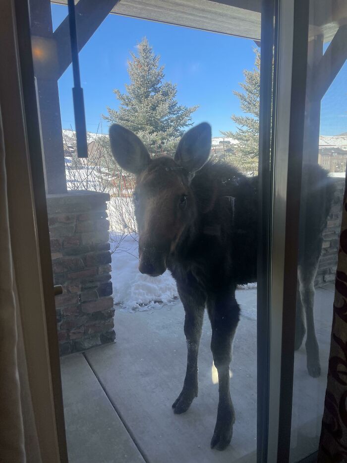 A Moose Hanging Out On My Patio