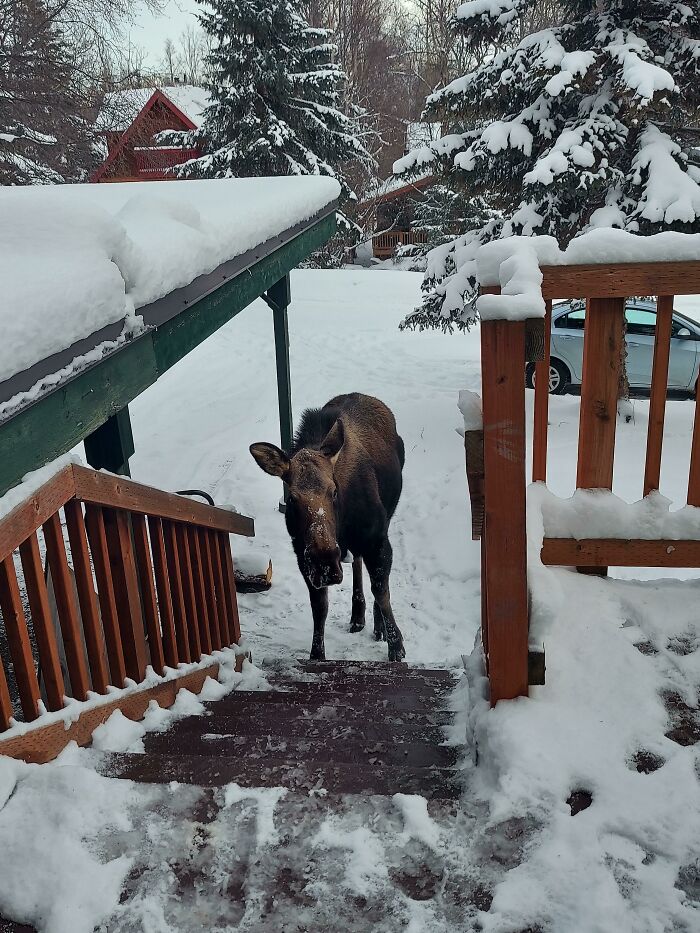 Moose Calf Wants In