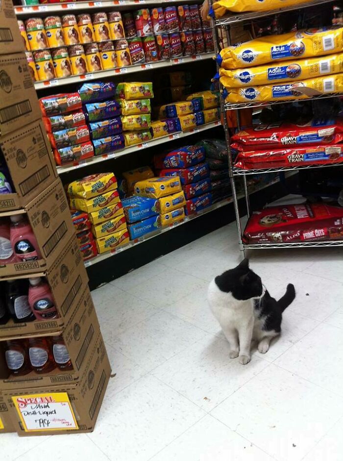 Fui a un supermercado, encontré un gato en la puerta pidiendo ser acariciado, después de unas cuantas caricias abrí la puerta del supermercado, él me guió, yo le seguí... Directo a la sección de comida para gatos... Lo de la prisa en Nueva York no es broma