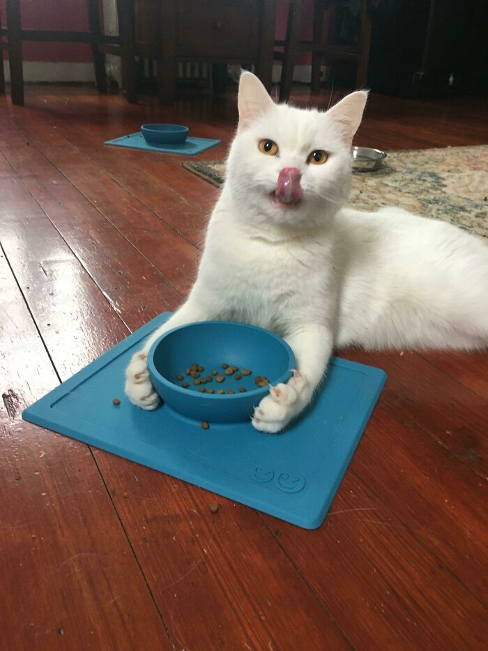 Murder Mittens Gripping The Food Bowl
