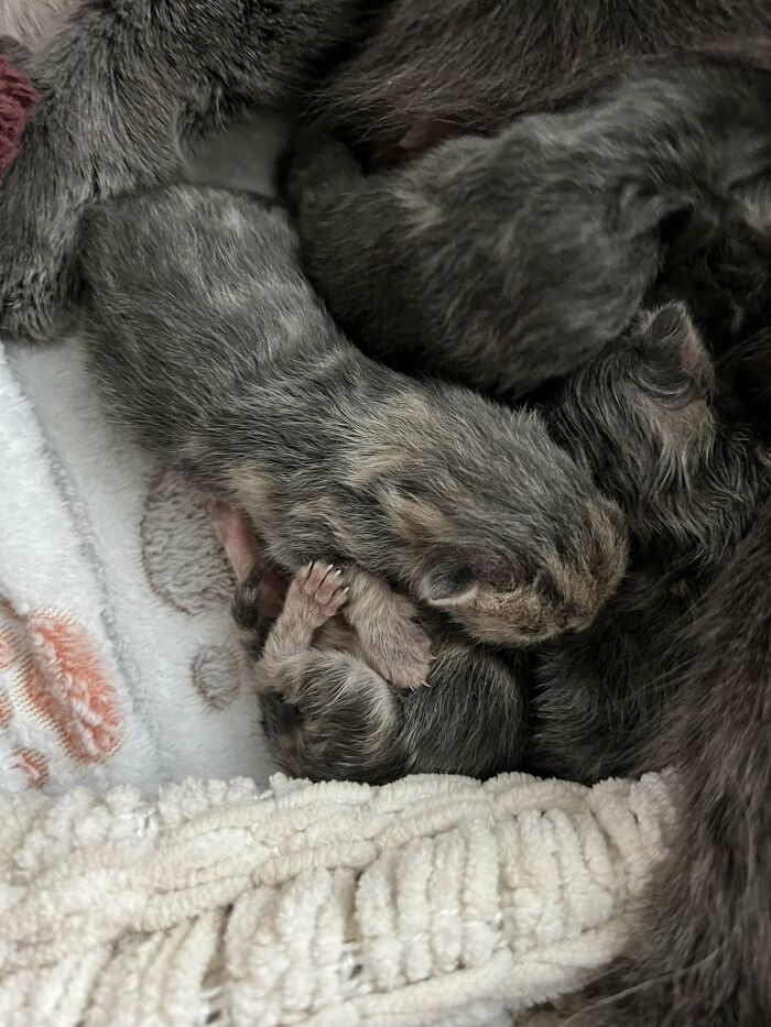 Three Hour Old Murder Mittens! I Work At A Cat Rescue, Took In A Pregnant Mama Last Night To Temporarily Foster, And Woke Up To Kittens In My Bed This Morning!