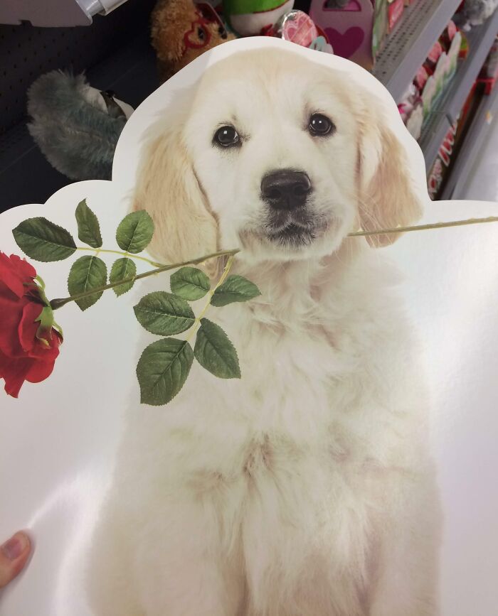 La flor atraviesa la mandíbula inferior del perro, esto es en una tarjeta de San Valentín