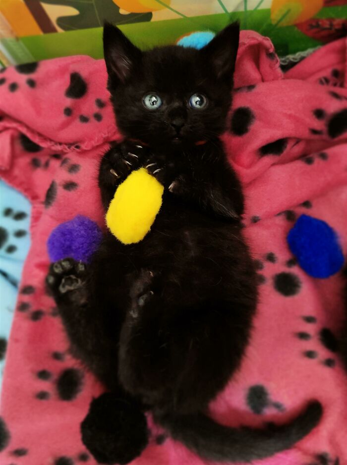 I Was Told You Guys Would Appreciate Rasmodius's Murder Mittens! He's One Of My Foster Kittens! He Loves To Play!