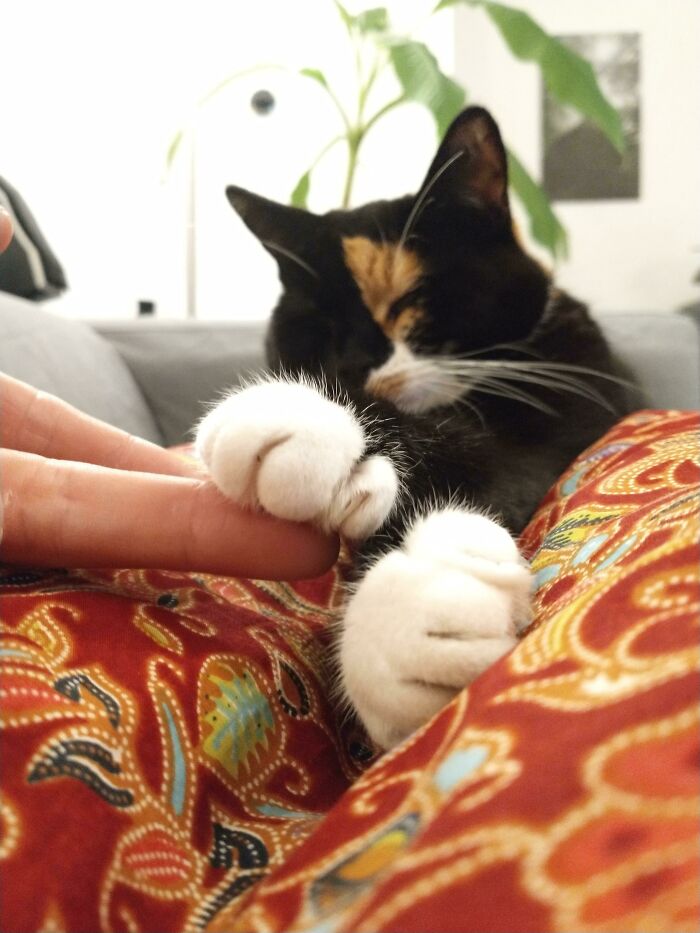 She Has The Softest Murder Mittens
