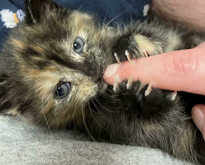 Four Week Old Wednesday Resorts To Violence To Get Her Way