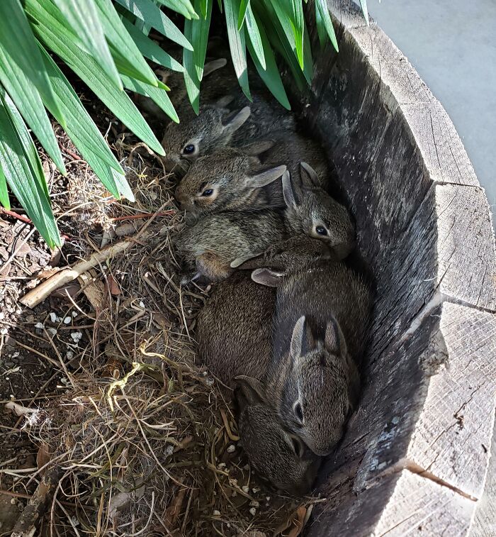 Found Baby Bunnies In Our Planter