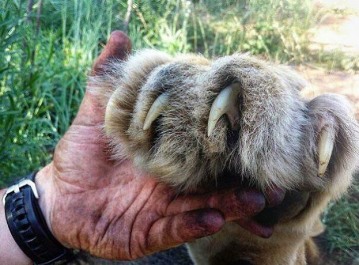 The Paw Of A Lion