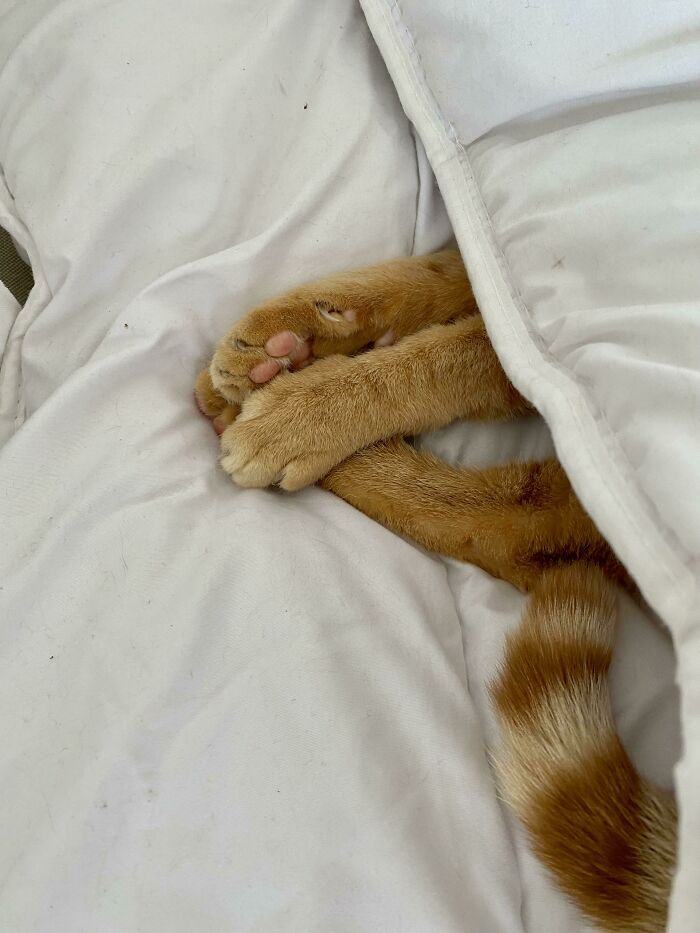 Today’s Special: Tucked In Toe Bean Salad With A Side Of Murder Mittens