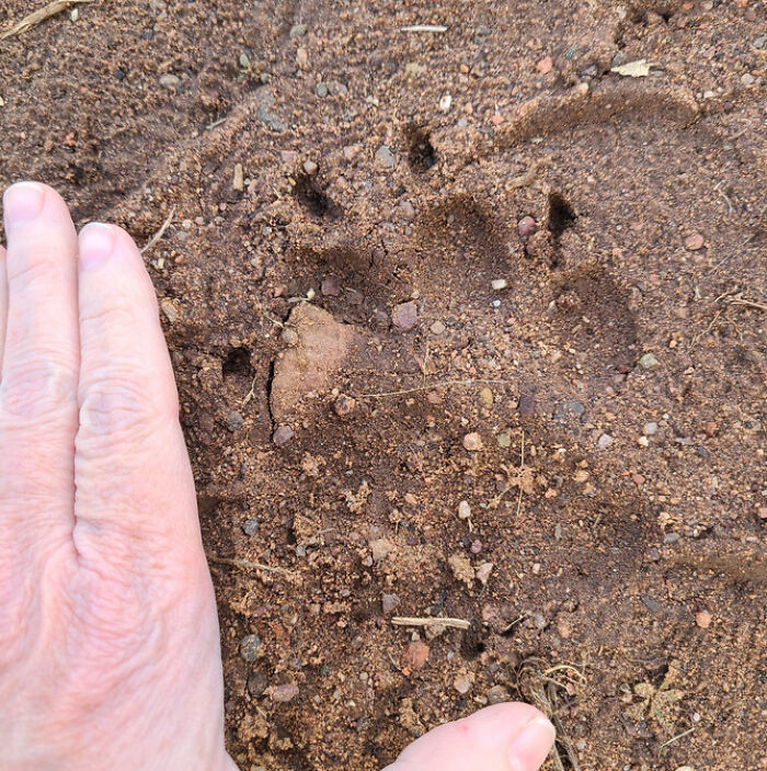 I Often Photograph Tracks When I'm Out Hiking. Found Enough Murder Mittens To Raise My Pulse. Fresh Mountain Lion Print. Claws Definitely Visible