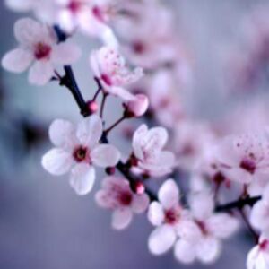 kattyseraphin avatar