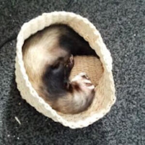 dad_puns_assemble avatar