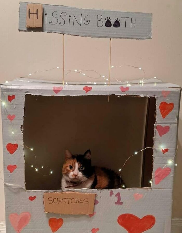 Happy Valentine’s Day From Scratches The Cat