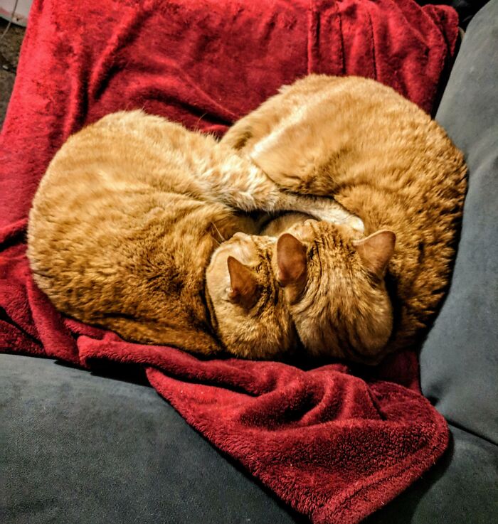 Happy Valentine's Day From My Heart-Shaped Cats