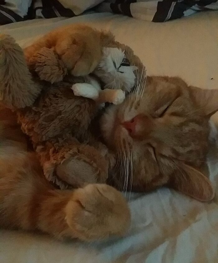 Gave The Teddy Bear To My Boyfriend On Valentine's Day But I Guess It Has Found A New Owner