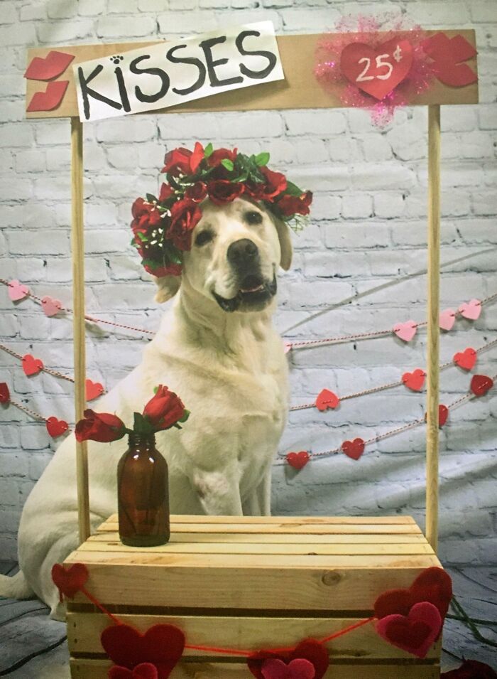 Dog Day Care Did Pet Portraits For Valentine's Day. How They Got Wally To Sit Still For This I Will Never Know