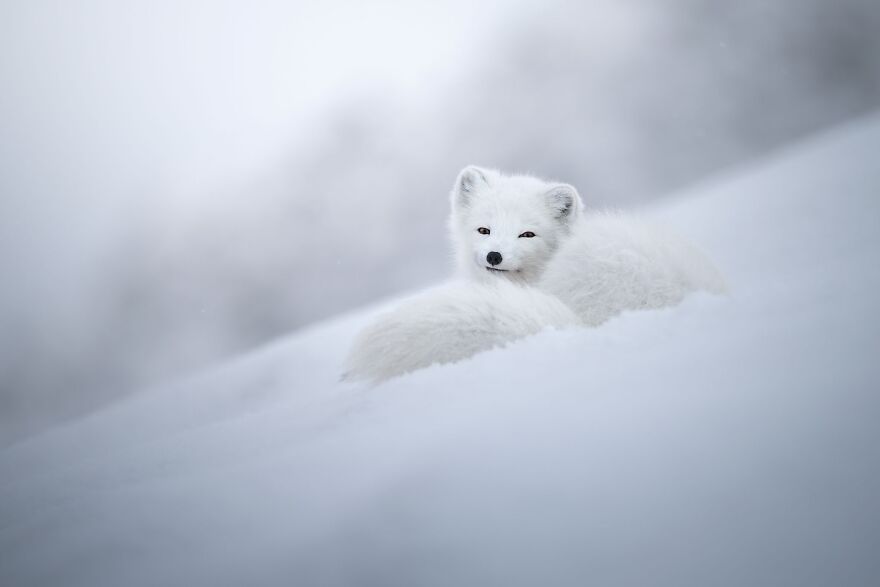 Silver 2022 Nature / Wildlife, "Divine Beauty Of An Arctic Fox"