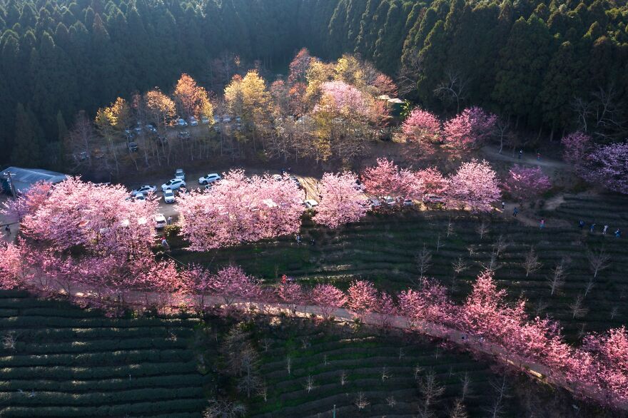 Bronze 2022 Nature / Seasons, "Sakura Tea Garden"