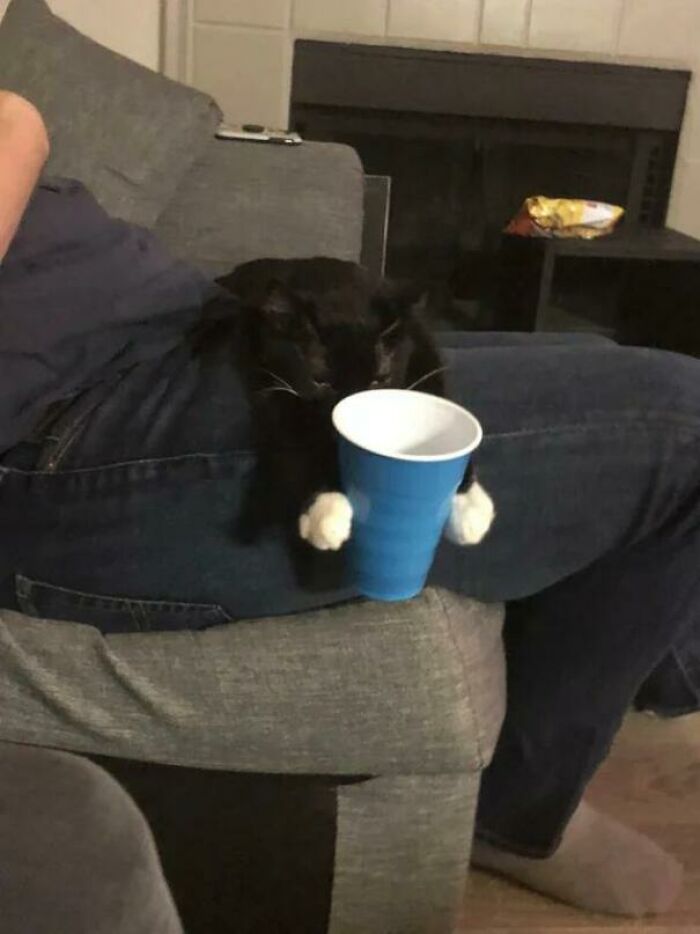 I'm A Cup Holder Now" - Cat