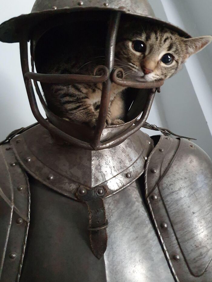 Cat Crawled Into A Knights Helmet, Looks Like He’s Now Become A Knight Kitty