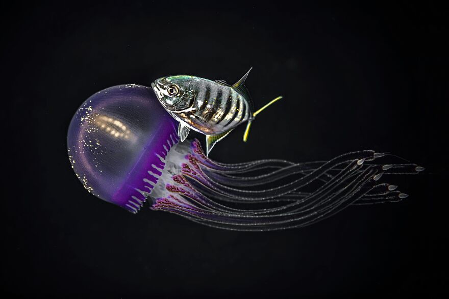 Gold 2022 Nature / Underwater, "Yellyfish With Bodyguard"