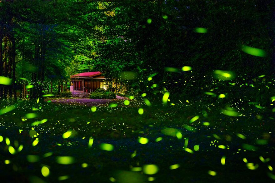 Bronze 2022 Nature / Seasons, "Flying Fireflies"