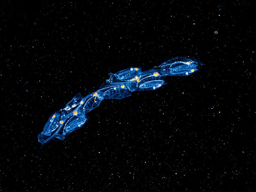 Silver 2022 Nature / Underwater, "Starships"