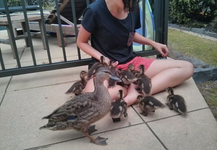 Wild Ducklings Are Not So Wild When Food Is Involved