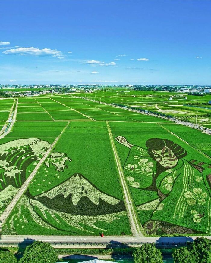 Arte en un campo de arroz de Japón
