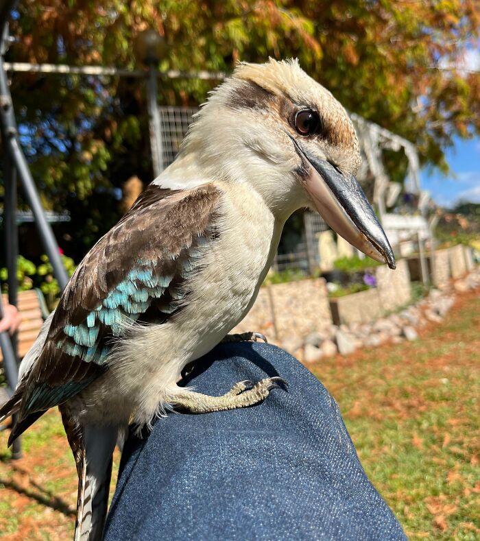 A Kookaburra Flew Down And Sat On My Son’s Knee While He Was Eating Lunch Outside. Clearly Used To Being Fed By Humans