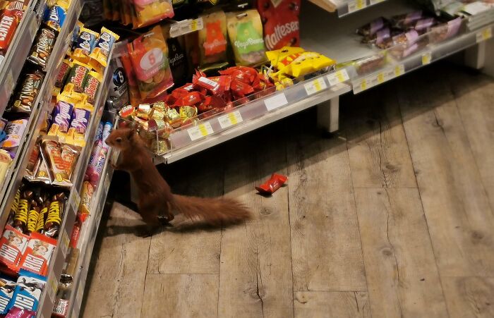 A Squirrel Ran Into The Store I Work At, And Stole A Chocolate Bar
