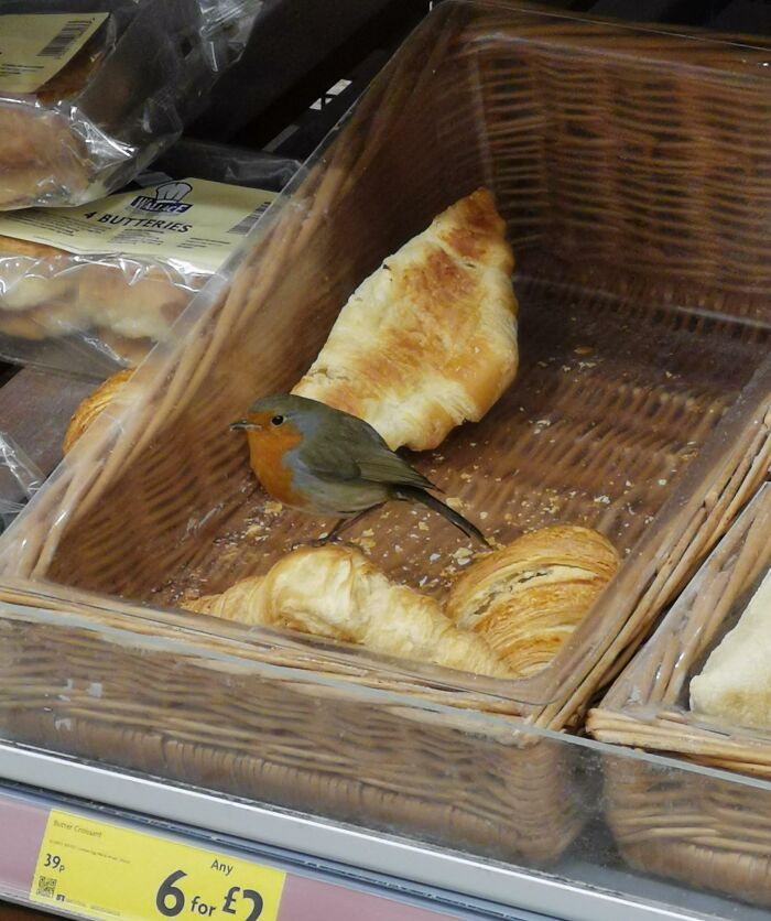 Just Living His Best Life Eating Croissant In Morrisons