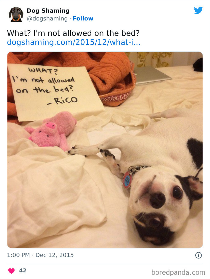 Funny-Dog-Shaming-Pics