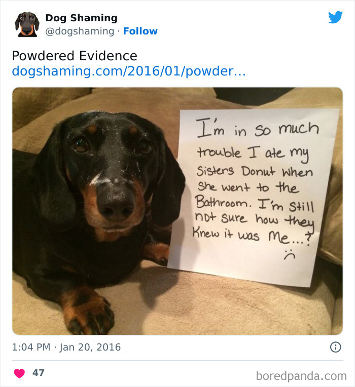 Funny-Dog-Shaming-Pics