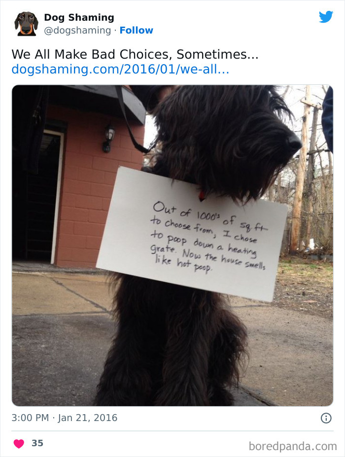 Funny-Dog-Shaming-Pics