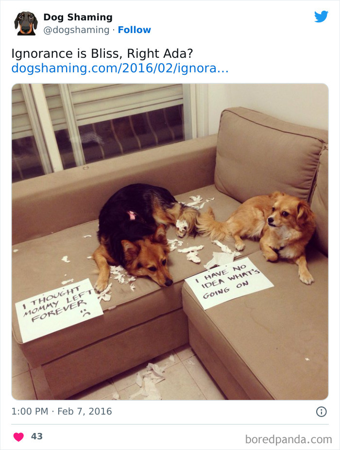 Funny-Dog-Shaming-Pics