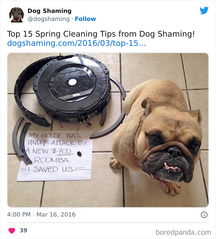 Funny-Dog-Shaming-Pics