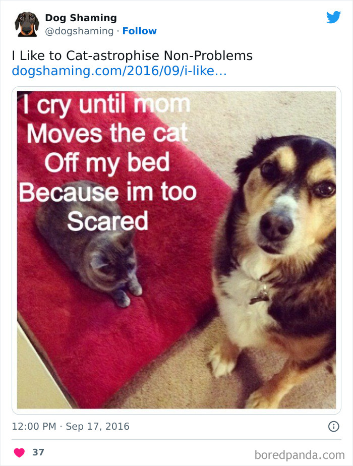 Funny-Dog-Shaming-Pics