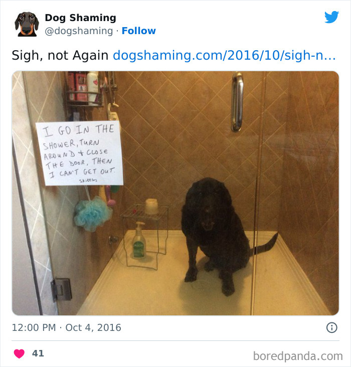 Funny-Dog-Shaming-Pics