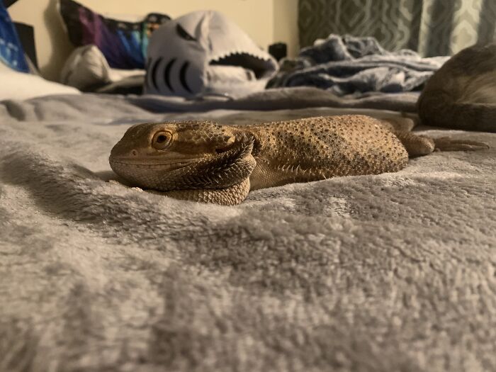 Ganondorf. My Bearded Dragon. He Is Amazing. He Is Sweet, Adventurous And Oh So Smart. He Plays, Likes To Go On Car Rides And Is Potty Trained. He Gives Kisses. He’s My Baby Boi But Also Very Loving To My Husband And Son